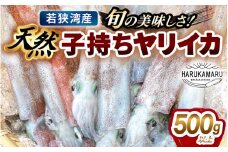 旬の美味しさ 天然 子持ちヤリイカ 500g 以上【 やりいかイカ いか いかめし いかそうめん いか焼き 姿焼き 卵 げそ 刺身 冷凍 煮付け 海鮮 鮮魚 おつまみ 】 [m36-a025]