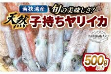 【先行予約】旬の美味しさ 天然 子持ちヤリイカ 500g 以上【2026年2月中旬以降順次発送予定】【 やりいかイカ いか いかめし いかそうめん いか焼き 姿焼き 卵 げそ 刺身 冷凍 煮付け 海鮮 鮮魚 おつまみ 】 [m36-a025]