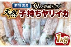 旬の美味しさ 天然 子持ちヤリイカ 1kg 以上【 やりいかイカ いか いかめし いかそうめん いか焼き 姿焼き 卵 げそ 刺身 冷凍 煮付け 海鮮 鮮魚 おつまみ 】 [m36-a026]