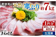 若狭湾の天然寒ぶり 1匹分 部位ごとに真空済（生冷凍）【冷凍 1本分 丸ごと1尾 部位ごと 真空パック フィレ 照り焼き ぶり大根 ぶりしゃぶ ぶり ブリ 鰤 ブリトロ ぶりとろ 刺身 切り身 海鮮丼 日向 福井 美浜 海鮮 魚介 冬の味覚 旬 プレゼント】 [m17-k003]