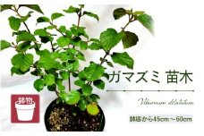【先行予約】ガマズミ苗木（鉢物）45㎝～60cm 【2026年4月中旬以降順次発送予定】【ガマズミ がまずみ お花 花 はな フラワー 苗 植物 父の日 母の日 家庭菜園 花壇 プランター ガーデニング観葉植物 園芸 鉢物 】 [m47-a005]