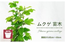 【先行予約】ムクゲ苗木 (鉢物) 鉢底から45cm～60cm 【2025年10月上旬以降順次発送予定】【むくげ お花 花 はな フラワー 苗 植物 父の日 母の日 家庭菜園 花壇 プランター ガーデニング観葉植物 園芸 鉢物 】 [m47-a019]