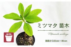 【先行予約】ミツマタ苗木 (鉢物) 鉢底から60cm～80cm 【2025年10月上旬以降順次発送予定】【 みつまた お花 花 はな フラワー 苗 植物 父の日 母の日 家庭菜園 花壇 プランター ガーデニング観葉植物 園芸 鉢物 】 [m47-a018]