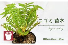 【先行予約】コゴミ苗木 (鉢物) 鉢底から40cm～50cm 【2025年10月上旬以降順次発送予定】【こごみ お花 花 はな フラワー 苗 植物 父の日 母の日 家庭菜園 花壇 プランター ガーデニング観葉植物 園芸 鉢物 】 [m47-a017]