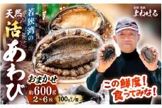 【先行予約】≪おまかせ≫ 日本海若狭湾の 天然 活アワビ 計600g 【2026年9月より順次発送予定】 鮮度抜群  刺身 お造り バター焼き BBQ あわび 鮑[m17-d006_09]