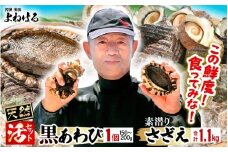 【先行予約】日本海若狭湾の素潜り 天然 活黒アワビ 中サイズ 1個 ＆ 活サザエ 1.1kg 【2026年7月より順次発送予定】【入手困難 クロアワビ 黒あわび 鮑 あわび さざえ 刺身 つぼ焼き バター焼き】 [m17-b006_07]