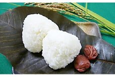 名田庄坂本米（コシヒカリ）10kg