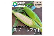 【先行受付 2022年7月出荷】スノーホワイト（ホワイトコーン）10本入り おおい町産 数量限定 とうもろこし