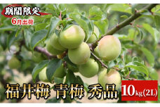 【期間限定・6月出荷】福井梅 青梅 秀品 10kg 2L 梅酒用 梅シロップ用 梅干し用　新平太夫（シンヘイダイユウ）