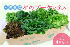 【水耕栽培】星のブーケレタス4種セット(中)(クリスピーレタス 2株、ロメインレタス 2株、リーフレタス 2株、レッドリーフレタス 1株