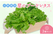 【水耕栽培】星のブーケレタス3種セット（小）（クリスピーレタス 2株、ロメインレタス 1株、リーフレタス 1株）