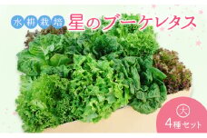 【水耕栽培】星のブーケレタス4種セット(大)(クリスピーレタス 2株、ロメインレタス 2株、リーフレタス 2株、レッドリーフレタス 2株、おまかせレタス 1～2株