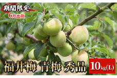 【期間限定・6月出荷】福井梅 青梅 秀品 10kg L　紅映（ベニサシ）