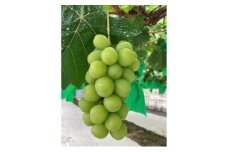 シャインマスカット 約1kg【2房】産地直送 果物 青戸ベイサイドヒルズ 種無し ぶどう ブドウ 葡萄 おすすめ お取り寄せ クール便
