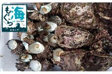 若狭湾産　天然岩ガキ、活さざえ詰め合わせ [№5580-0347]