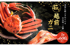 期間限定 茹で 越前ガニ 約600g以上 1杯  食通もうなる本場の味をぜひご堪能ください 茹でガニ 越前カニ 越前蟹 ズワイガニ カニ 蟹 ボイルカニ ボイル蟹 魚介 海鮮 限定 福井 福井県 若狭町 [№5580-0058]