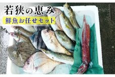 若狭の恵み 鮮魚ボックス（種類はお任せ） [№5580-0397]