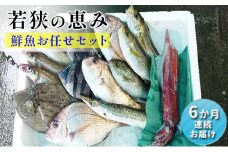 鮮魚セット 定期便 6ヶ月 若狭の恵み 鮮魚ボックス 種類はお任せ 魚 お魚 セット 詰め合わせ 魚介 魚介類 海鮮 海鮮セット 6回 半年 お楽しみ 福井 福井県 若狭町 [№5580-0398]