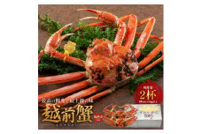 期間限定 茹で 越前ガニ 約1kg以上 2杯  食通もうなる本場の味をぜひご堪能ください 茹でガニ 越前カニ 越前蟹 ズワイガニ カニ 蟹 ボイルカニ ボイル蟹 魚介 海鮮 限定 福井 福井県 若狭町 [№5580-0421]