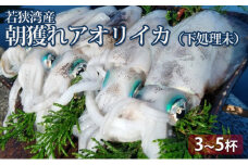 朝どれ アオリイカ 3～8杯 下処理なし 若狭湾産 朝どれ魚 イカ 烏賊 いか 海鮮 福井 福井県 若狭町 [№5580-0434]