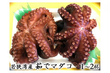 若狭湾産 茹で天然マダコ（1～2杯 約1.3kg～1.5kg）冷蔵でお届け [№5580-0472]