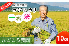 【6ケ月連続お届け】令和6年度産 新米 先行予約 コシヒカリ 10kg 一等米 米 お米 おこめ こめ コメ 白米 精米 ご飯 ごはん たごころ農園 福井県 福井 [№5580-0538]