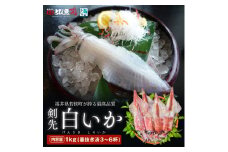 【期間限定】若狭湾産　白イカ（剣先イカ）3～6杯（スミ抜き、冷凍） [№5580-0546]