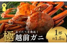 茹で越前ガニ 極！【期間限定】食通もうなる本場の味をぜひ、ご堪能ください。約1.5kg以上（極）越前がに 越前かに 越前カニ カニ ボイルガニ[№5580-0569]