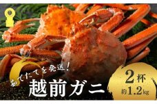 期間限定 茹で 越前ガニ 約1.2kg 2杯 食通もうなる本場の味をぜひ、ご堪能ください 越前かに 蟹 カニ かに ボイルカニ ポーション ズワイガニ 海鮮 限定 福井 福井県 若狭町 [№5580-0575]