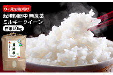 米 定期便 6ヶ月 栽培期間中 無農薬 ミルキークイーン 10kg 白米 精米 こめコメ 福井県認証特別栽培米 化学肥料化学合成農薬不使用 ブランド米 ご飯 ミルキークィーン 6回 半年 お楽しみ 福井 福井県 若狭町 [№5580-0822]