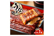 国産うなぎ 特大 蒲焼き 約230g前後 1尾 国産 うなぎ ウナギ 鰻 国産鰻 うなぎの蒲焼き ウナギの蒲焼 国産うなぎ蒲焼 国産鰻の蒲焼 魚 お魚 魚介 魚介類 海鮮 海鮮セット 惣菜 職人 手焼き ギフト 贈り物 プレゼント 福井 福井県 若狭町[№5580-0901]