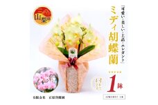 ミディ胡蝶蘭　山梨県産　鉢サイズ4寸　2本立て　石原洋蘭園　ギフトや贈答品におすすめです。【1268808】