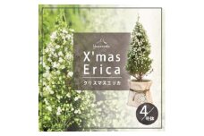 クリスマスエリカ 4号鉢(スズランエリカ)観葉植物、卓上ミニツリー、テーブルツリー、冬の贈り物に【1273274】