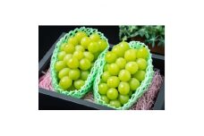 山梨県産　クリスマスシャインマスカット2房　1.3kg以上【1373357】