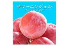 山梨県オリジナル品種の完熟すもも「サマーエンジェル」舌の上でとろけるなめらかな果肉【1203987】