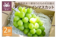 【2025年配送分】シャインマスカット　２房