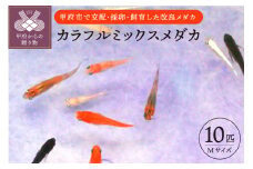 カラフルミックスメダカ