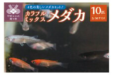 ミックスメダカ　１０匹
