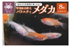 甲州紅白幹之バラエティメダカ　８匹