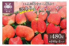 【2025-2026発送分】お得 訳ありイチゴ 480g 訳あり いちご イチゴ 苺 セット ギフト 贈答 採れたて フルーツ 約240g×2パック 冷蔵 山梨 甲府市産