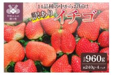 【2025-2026発送分】お得 訳ありイチゴ 960g 訳あり いちご イチゴ 苺 セット ギフト 贈答 採れたて フルーツ 約240g×4パック 冷蔵 山梨 甲府市産