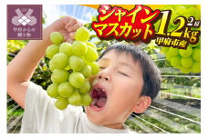 〈2025年度配送分〉山梨県甲府市産シャインマスカット 2房（約1.2kg） シャインマスカット 先行予約 2025年 山梨 県産 ぶどう 甲府 市産 2房 約1.2kg フルーツ 糖度20度前後 高級 完熟 産地直送 人気急上昇中 高評価 フルーツ王国山梨 贈答 ギフト 2025年8月中旬～9月下旬にかけて順次配送
