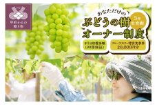 山梨県・甲府市　ぶどうの樹オーナー制度（3年生育樹)【シャインマスカット・90房収穫保証】