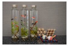 ハーバリウム　金魚ボトル　3本セット インテリア ハーバリウム セット 金魚 ギフト 山梨 富士吉田 