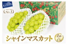 【2025年発送】ジューシーで甘さ抜群　厳選シャインマスカット1kg以上 数量限定 期間限定 シャインマスカット ぶどう シャイン フルーツ 果物 山梨 富士吉田市