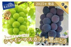 【2025年発送】ジューシーで甘さ抜群 シャインマスカットと黒ぶどうセット(1kg以上) シャインマスカット 黒ぶどう ぶどう 果物 フルーツ 旬 高級 2025年 山梨 富士吉田市