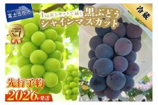 【2026年発送 先行予約】ジューシーで甘さ抜群 シャインマスカットと黒ぶどうセット(1kg以上) マスカット ぶどう 果物 フルーツ 旬 高級 2026年 山梨 富士吉田
