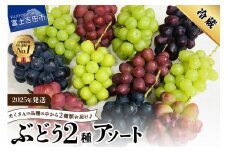【2025年発送】ぶどう　2種のアソート 葡萄 ブドウ 令和7年発送 期間限定 山梨県産 フルーツ 果物 山梨 富士吉田市