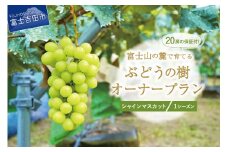 【ぶどうの樹 オーナー制度】シャインマスカット １シーズン単独オーナープラン(2022年植付け) シャインマスカット 栽培 ぶどうの樹 果物 ぶどう 富士吉田 山梨
