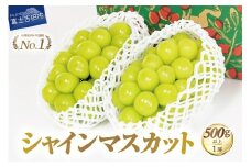 【2025年発送】ジューシーで甘さ抜群　厳選シャインマスカット500g  シャインマスカット ぶどう シャイン フルーツ 果物 山梨 富士吉田
